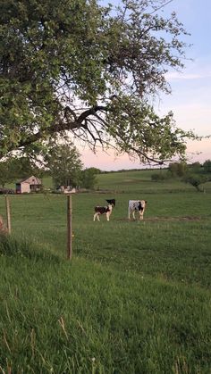 three cows in a field under a tree