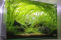 an aquarium filled with lots of green plants