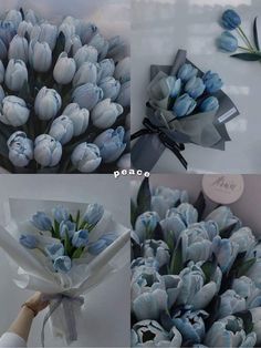 three pictures of blue tulips in different stages of blooming