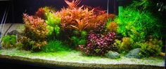 an aquarium filled with lots of different types of plants