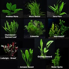 the different types of plants and their names are shown in this image, including water sprouts