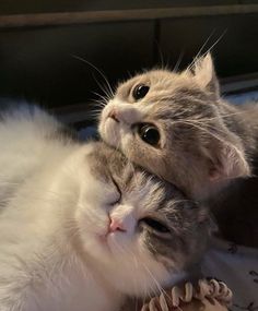 two cats laying on top of each other with their heads touching one another's face