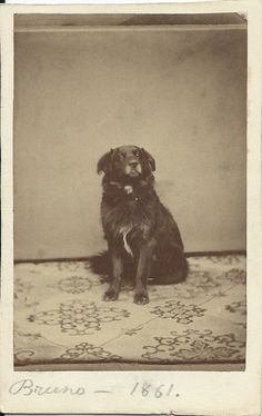 an old black and white photo of a dog sitting on the floor with his head turned to the side