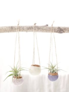 three air plants hanging from a branch