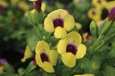 yellow and purple flowers with green leaves in the background