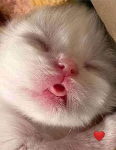 a close up of a small white kitten sleeping on a blanket with its eyes closed