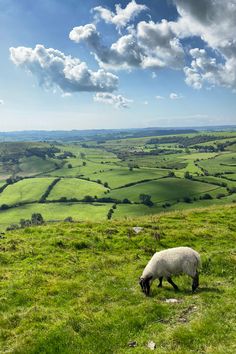 a sheep grazes on the side of a grassy hill with rolling hills in the distance