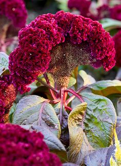 purple flowers with green leaves in the foreground and red foliage on the far side