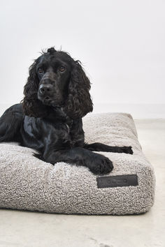 a black dog laying on top of a pet bed