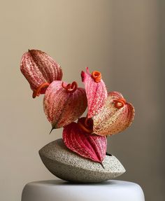 two pink and red flowers sitting on top of a rock