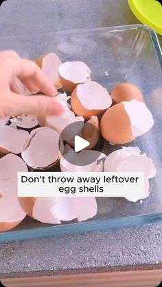 Amazing Garden Ideas on Instagram: "Use eggshells to care for plants properly #gardening #garden #gardeningtips #gardenlife #gardeninspiration #gardenideas #gardenlove #gardendesign #gardenersofinstagram #gardenersworld #garden_styles #gardenphotography #gardenlovers #gardenerslife #gardenart #gardenbeauty #gardensofinstagram #gardenplants #gardenviews #gardenersparadise #gardenista #gardeningcommunity #gardenloversclub #gardenaddict #gardeners #gardenerslife" Amazing Garden Ideas, Care For, Egg Shells, Garden Styles, Planting, Garden Ideas