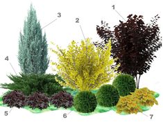 an image of different types of trees and shrubs