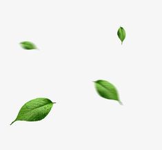 green leaves floating in the air on a white background