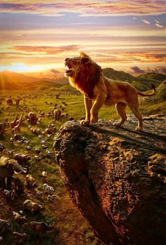 a lion standing on top of a rock in the middle of a field with other animals