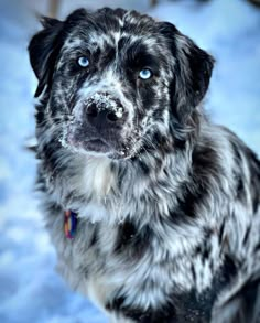 a black and white dog with blue eyes looking at the camera while standing in the snow