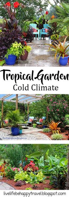 tropical garden with flowers, plants and benches in the background text overlay reads tropical garden cold climate