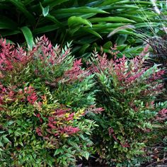 some very pretty colorful plants in the grass