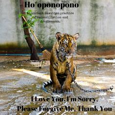 a tiger sitting on the ground in front of a sign that says animal experiences you should avoid