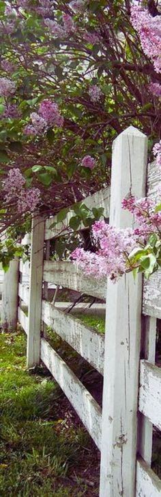 a white fence with pink flowers growing on it