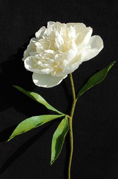 a white flower with green leaves on a black background