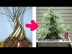 a bonsai tree in a pot next to a photo of the same planter