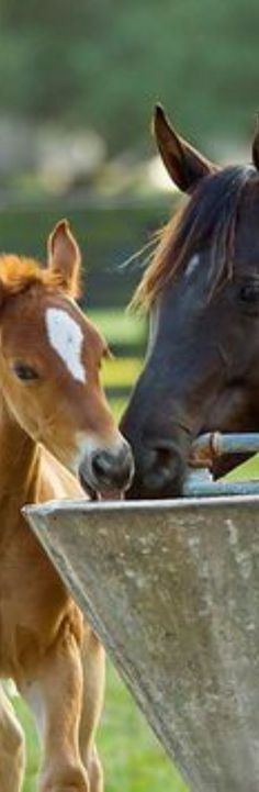 two brown horses standing next to each other near a metal bowl on the grass field