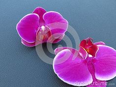 two purple orchids on black surface