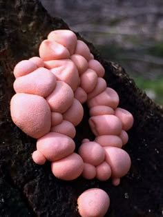 pink mushrooms growing on the bark of a tree