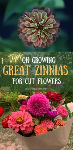 two pictures, one of a close up of an orange and multi coloured zinnia, the second of a bouquet filled with mostly zinnias Growing Zinnias, Flower Garden Layouts, Growing Cut Flowers, Flower Farmer, Cut Flower Garden, Annual Flowers