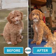 before and after photos of a dog grooming