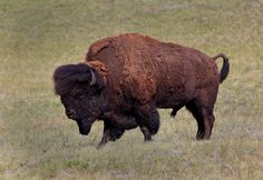 a large bison walking across a grass covered field