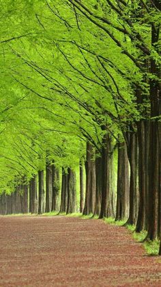 a row of trees that are next to each other