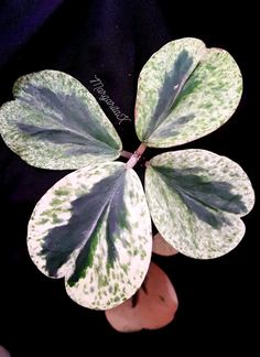 a person holding a green and white leaf