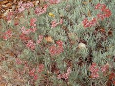 small red flowers growing in the ground next to leaves