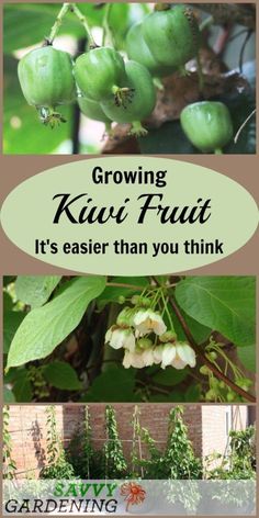 growing kiwi fruit is easier than you think it's easy to grow in the garden