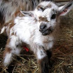 a baby goat standing on top of dry grass next to another animal in a barn