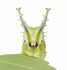 a close up of a caterpillar on a leaf with its legs spread out