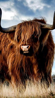 an animal with very long hair standing in the middle of tall grass on a cloudy day