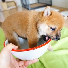 a small brown dog eating out of a red and white bowl