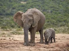 an adult elephant standing next to a baby elephant on top of a dirt field with trees in the background