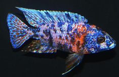 a blue and red fish with spots on it's body sitting on a black surface