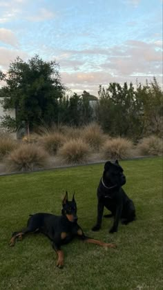 two black dogs laying on top of a lush green field