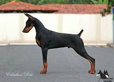 a black and brown dog standing on top of a parking lot