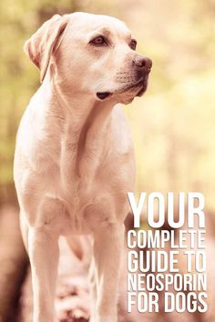 a white dog with the words your complete guide to neosporin for dogs