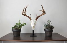 three potted plants sit on top of a table with a deer's head