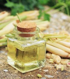 Lemongrass essential oil benefits you by relaxing your nerves if you have anxiety or stress issues. Here are the other benefits of this essential oil. Read now. Lemongrass Essential Oil Benefits, Benefits Of Rice, How To Get Rid Of Gnats, Lemongrass Oil, Essential Oil Benefits, Fruit Flies, Lemongrass Essential Oil, Detox Your Body, Oil Benefits