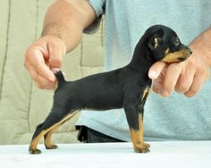 a small black and brown dog standing on top of a white table next to a persons hand