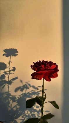 a single red flower is casting a shadow on the wall and behind it are two green leaves