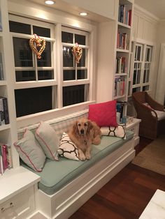 a dog is sitting on a couch in front of some bookshelves and windows