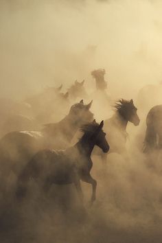 a group of horses running through the dust